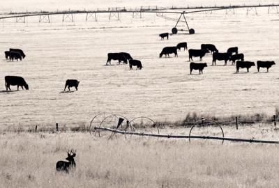 111319 Buck and cows color.jpg