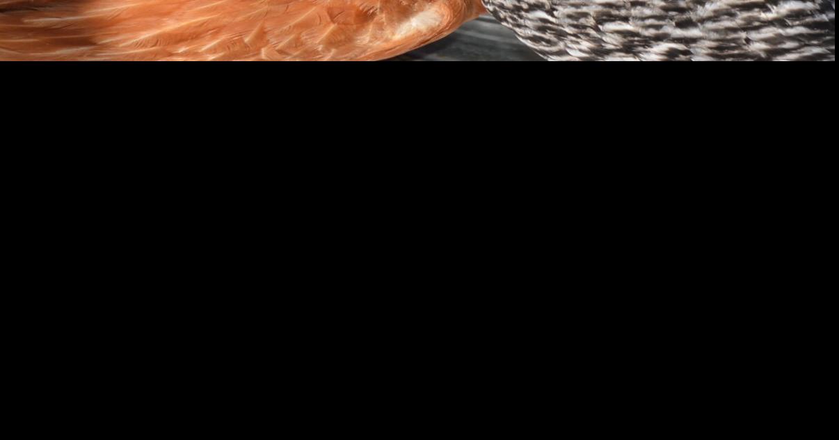 New chicken cap in city limits rewrites pecking order boulder