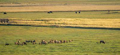 092519 Elk cows.jpg
