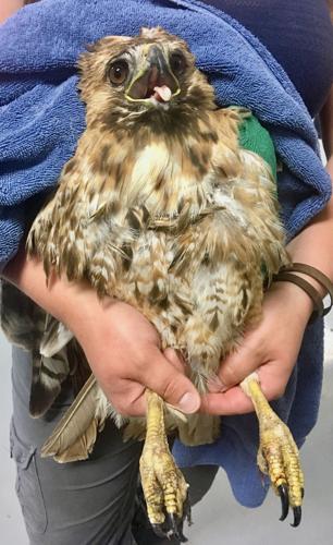 Deputies relay injured raptor to Bozeman rehabbers | News | boulder ...