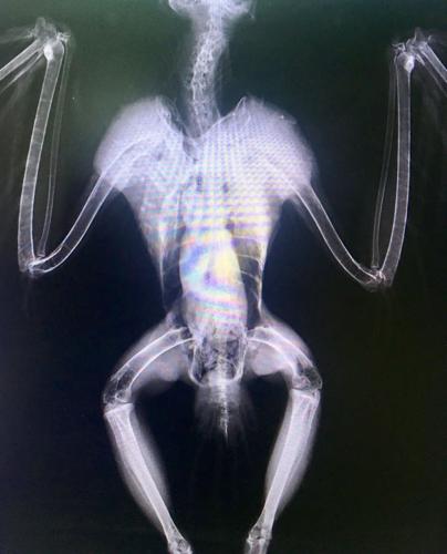 Deputies relay injured raptor to Bozeman rehabbers | News | boulder ...