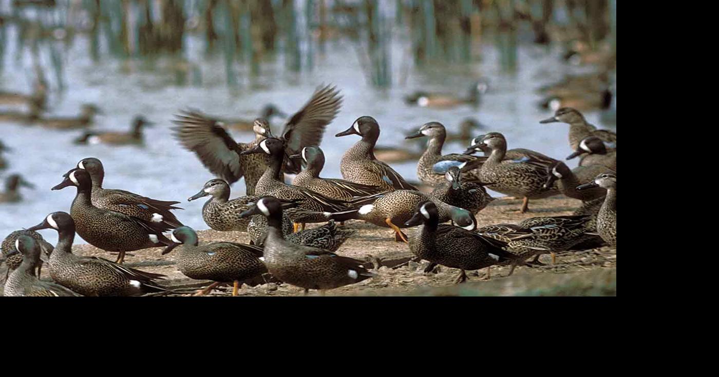 Teal Season Arrives in Texas Sept. 10 News
