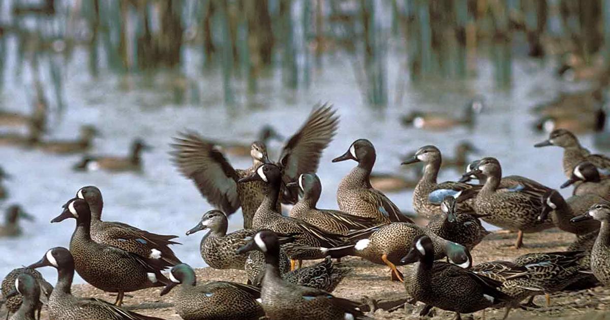 Teal Season Arrives in Texas Sept. 10 News