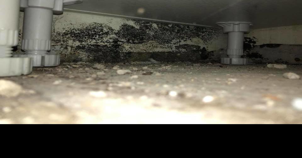 Residents complain of suspicious mold in The Harrison | News ...