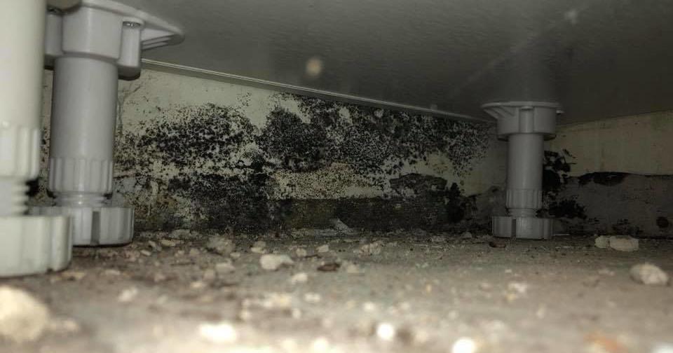 Residents complain of suspicious mold in The Harrison | News ...
