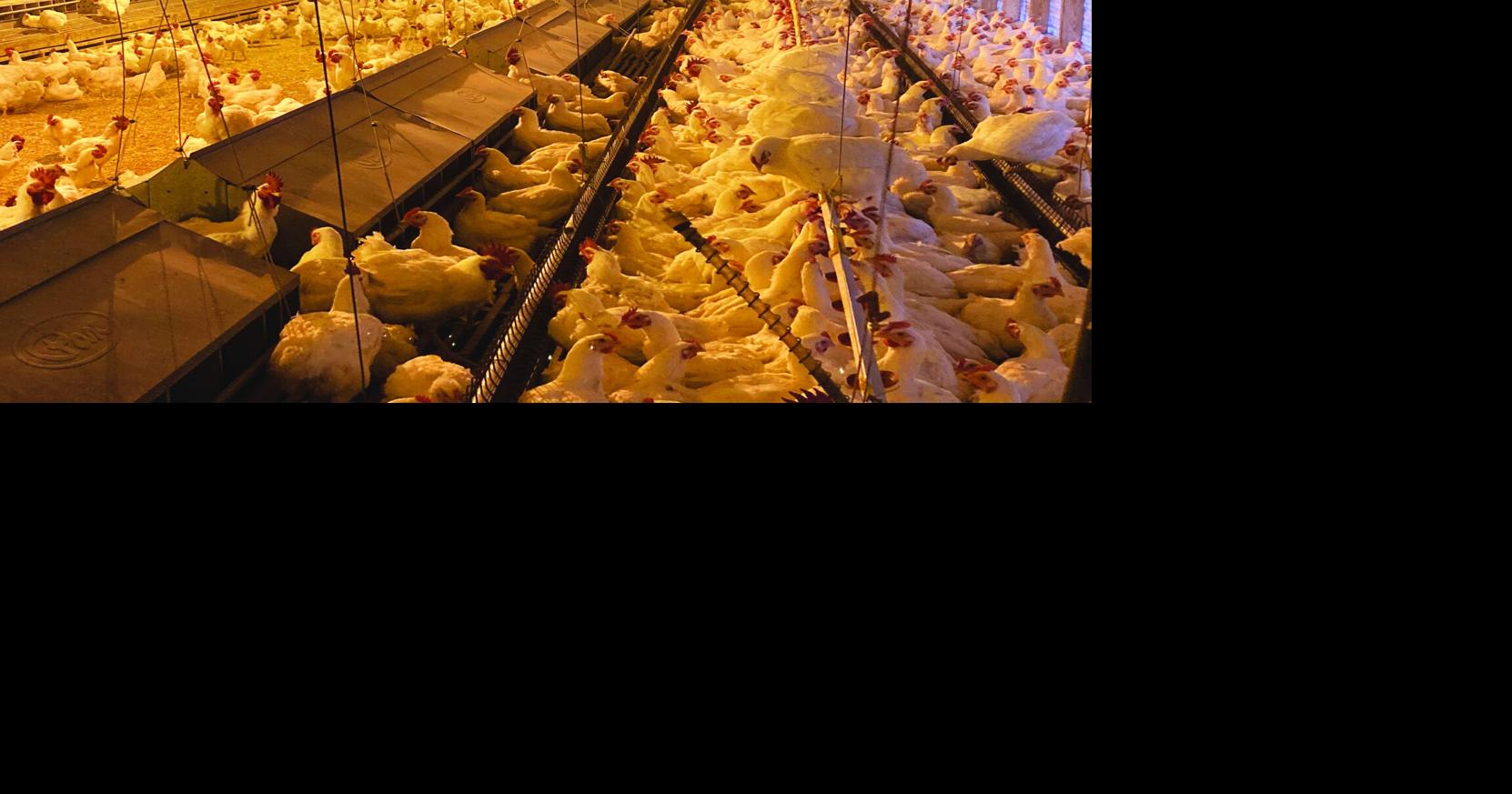 How the Harrisonburg poultry industry is handling the holiday season