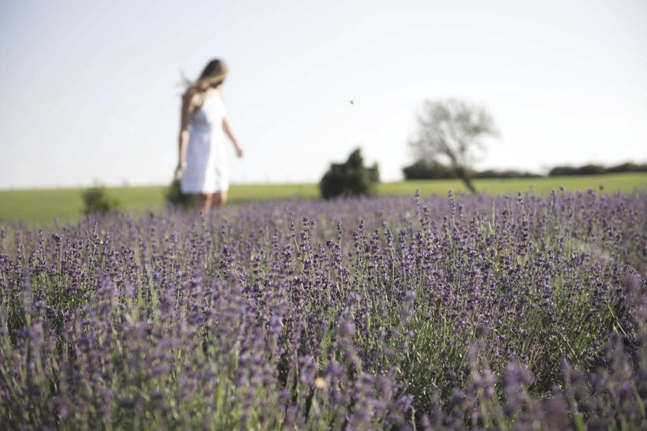 White Oak Lavender Farm A Hidden Gem In The Valley Culture Breezejmu Org