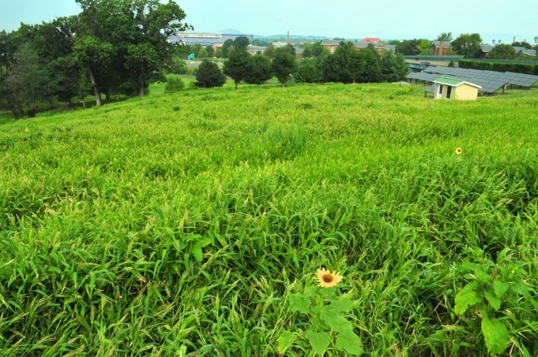 Environmental Stewardship Tour: East Campus Hillside - JMU