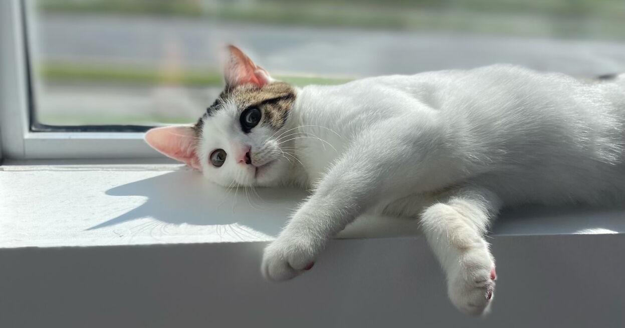 Emotional Support Animals double as fluffy roommates for students - Vimarsana News