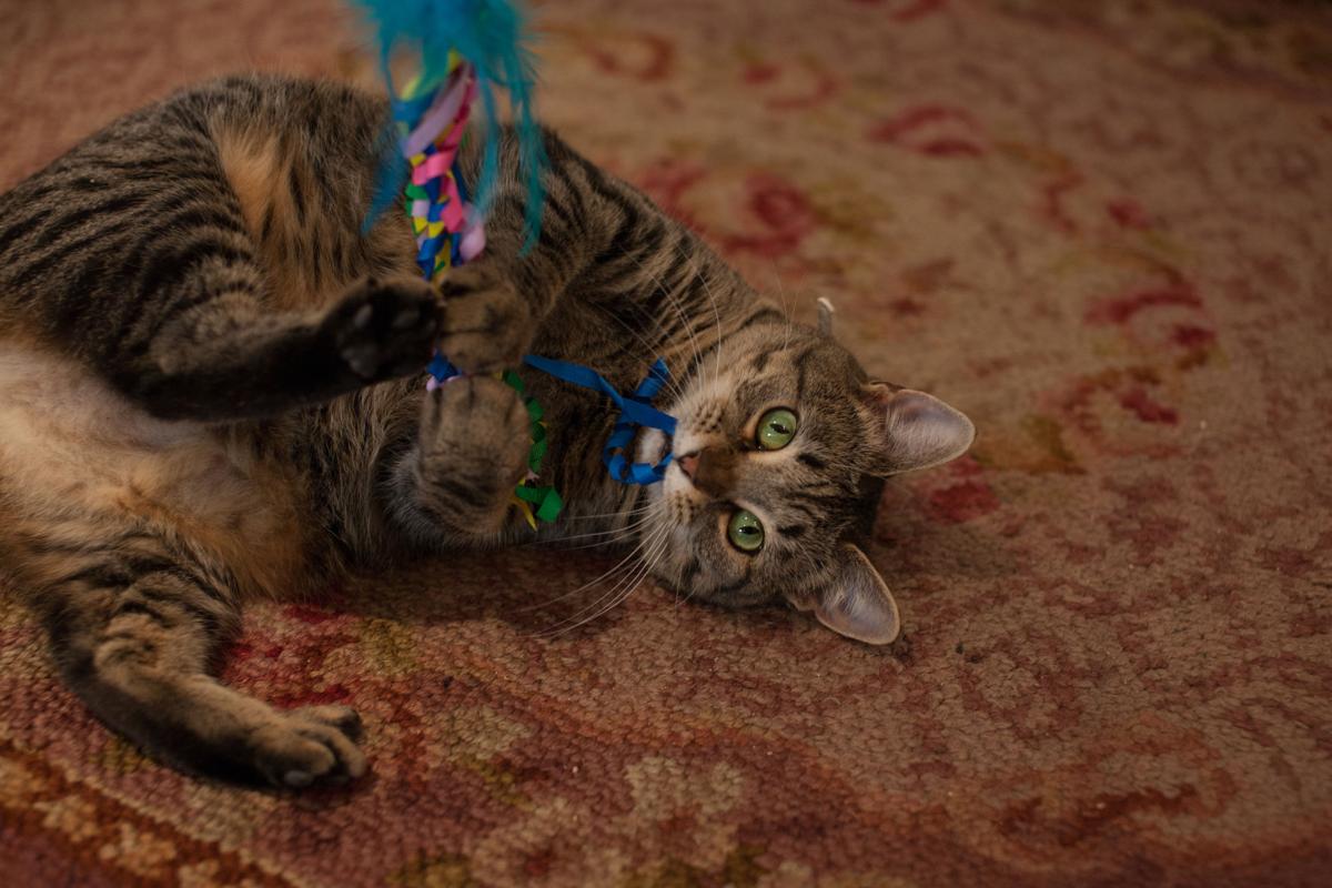 The Lady Jane Helps Cat S Cradle Fosters Find Homes Culture