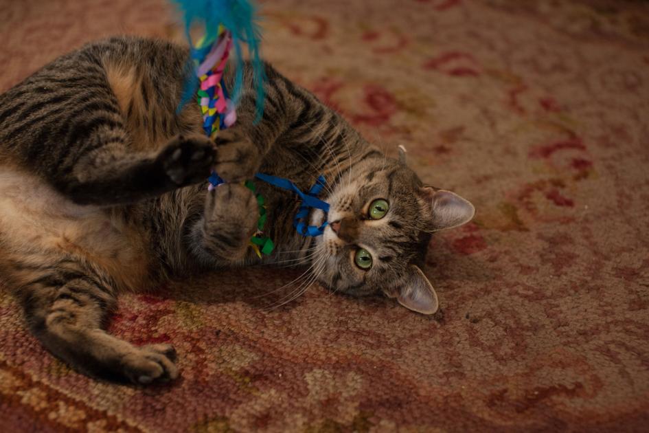 The Lady Jane Helps Cat S Cradle Fosters Find Homes Culture
