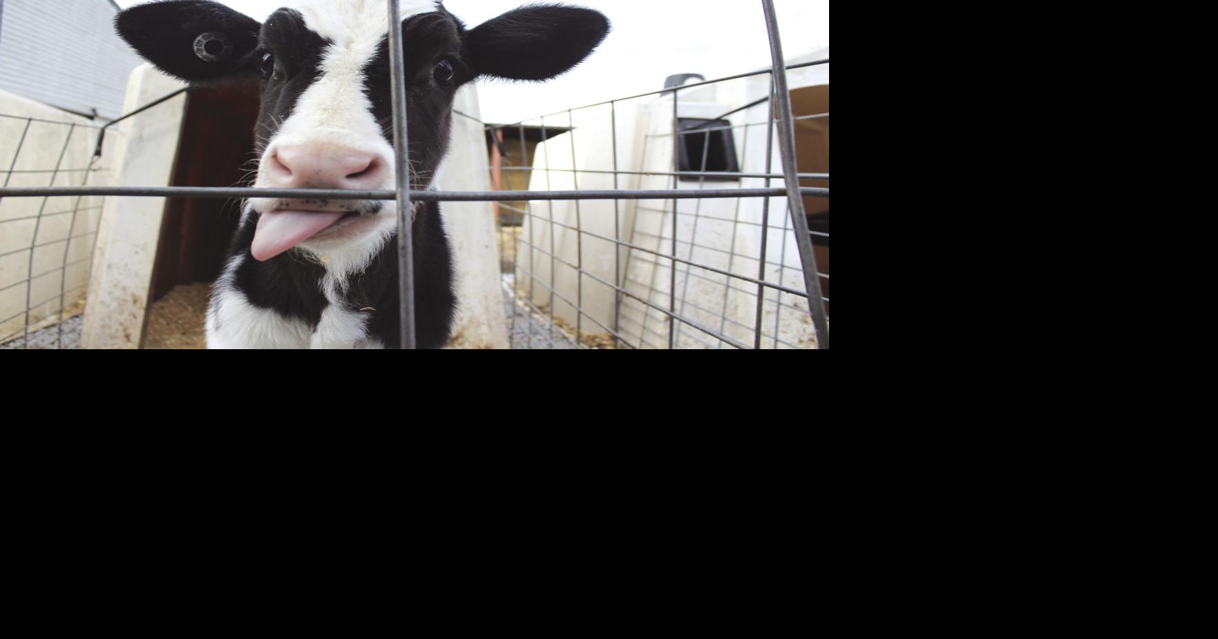 Drowning in milk: The plight of a family-owned Rockingham ...