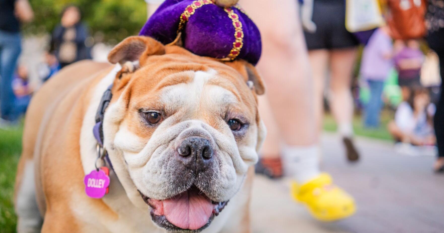 JMU's 'unofficial' mascot brings joy, smiles to students and fans | Culture - Vimarsana News
