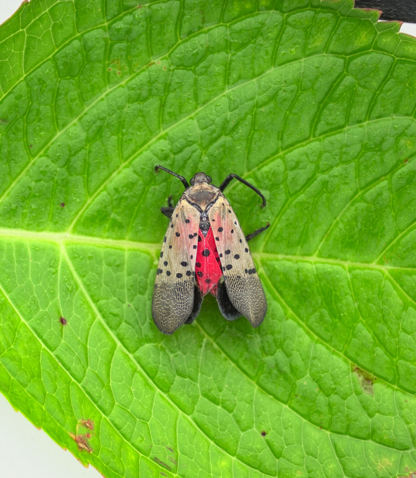 Rise in local invasive insect population prompts community action