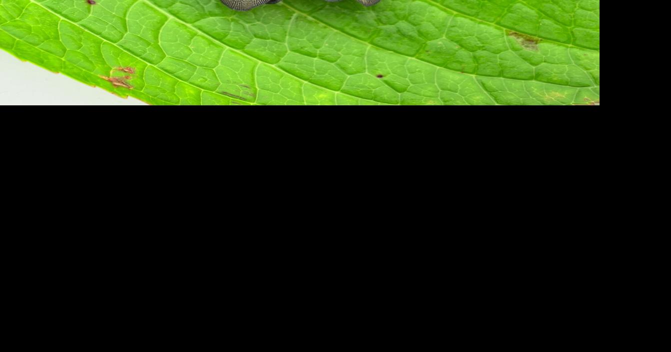 Rise in local invasive insect population prompts community action ...