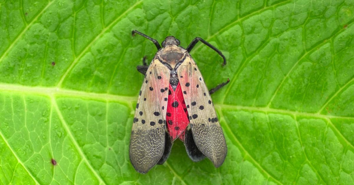 Rise in local invasive insect population prompts community action ...