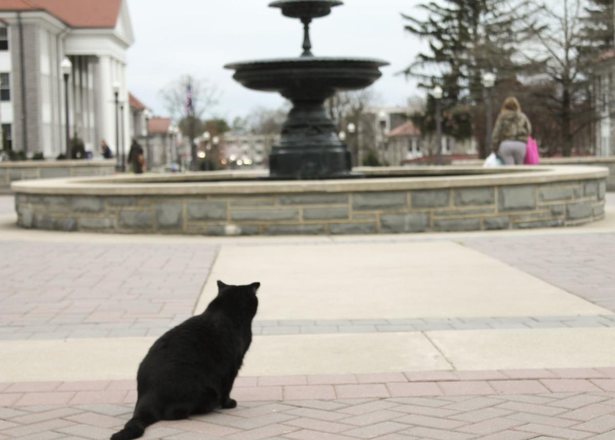 jmu breeze