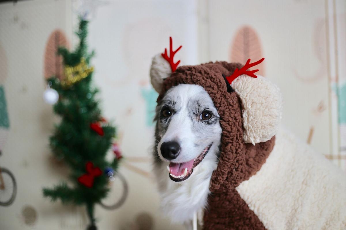 Great Gifts To Give A Four Legged Friend Culture Breezejmu Org