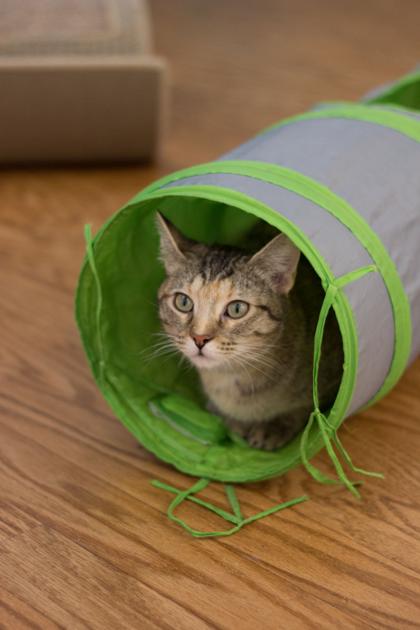 Cat S Cradle Surpasses Fundraising Goal News Breezejmu Org