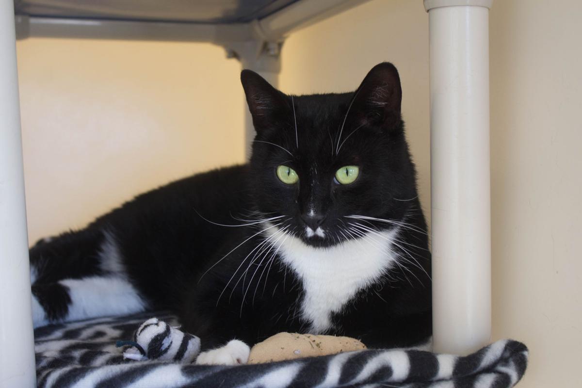 SPCA lowers adoption fees, hopes to house pets for holiday News