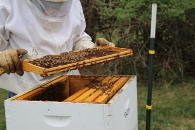 Beekeepers Experience Loss Of Hives Due To Winter Weather News