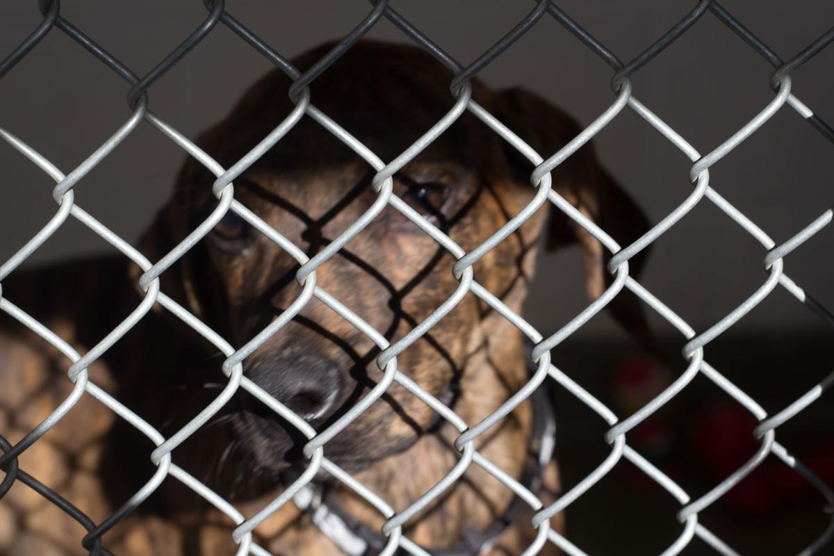SPCA lowers adoption fees, hopes to house pets for holiday News