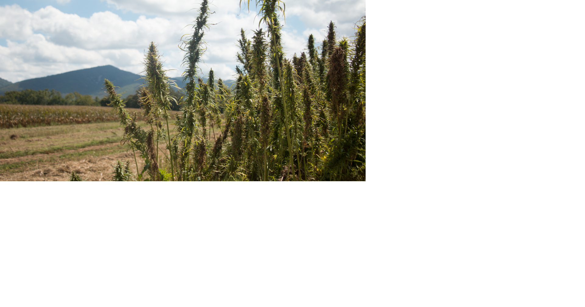 Virginia's first hemp processing plant to be in Shenandoah ...