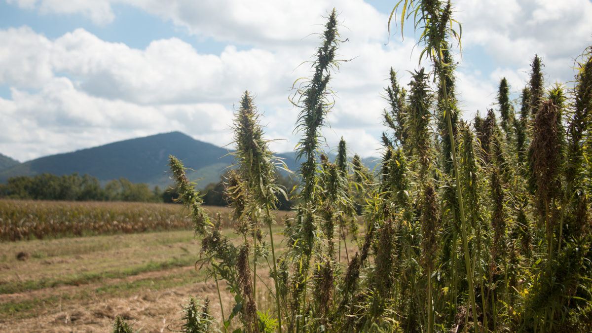 Virginia's first hemp processing plant to be in Shenandoah ...