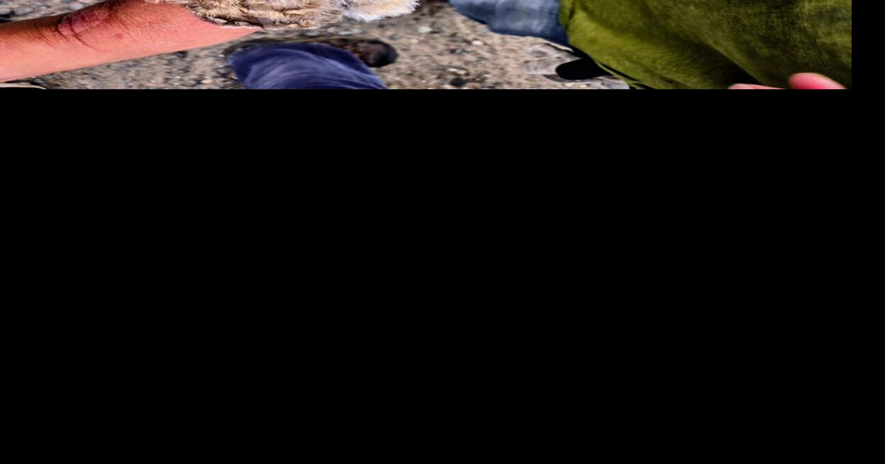 Burrowing owl research seeks what’s causing rapid decline