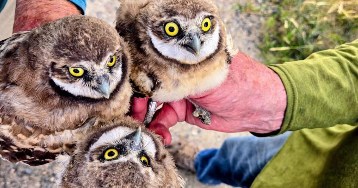 Burrowing owl research seeks what’s causing rapid decline