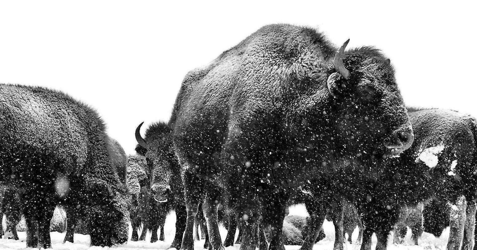 FROM WYOFILE: Buffalo bounty bolsters young Wind River food pantry system - Vimarsana News