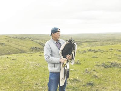 Soaring golden eagle resurgence comes with a price | News ...