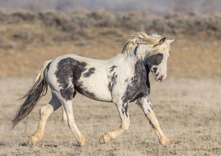 Emotions over McCullough Peaks wild horse gather boil over
