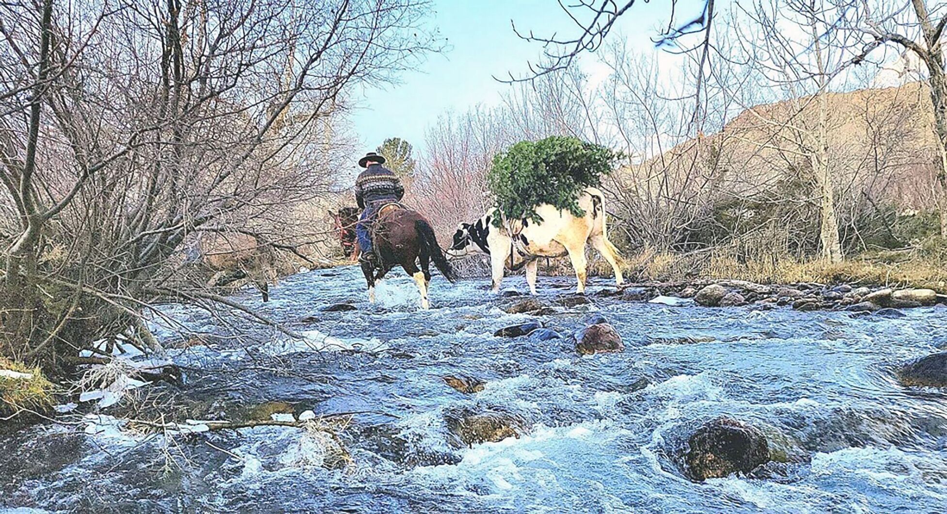 Leroy The Holiday Holstein Delivers Christmas Spirit To Rock Creek ...