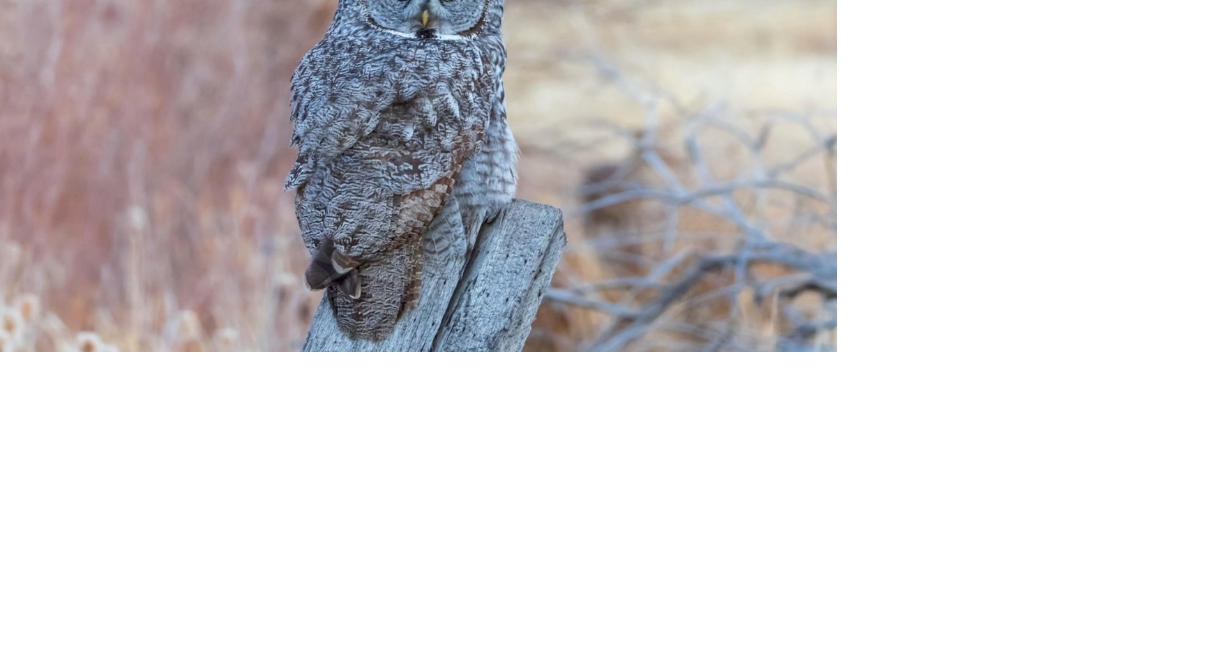 FROM WYOFILE: After great gray owl dies in vehicle collision, wildlife advocates push for better awareness