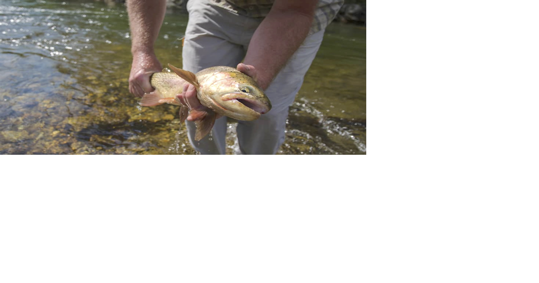 FROM WYOFILE: As summer fishing heats up, so do worries about fish health