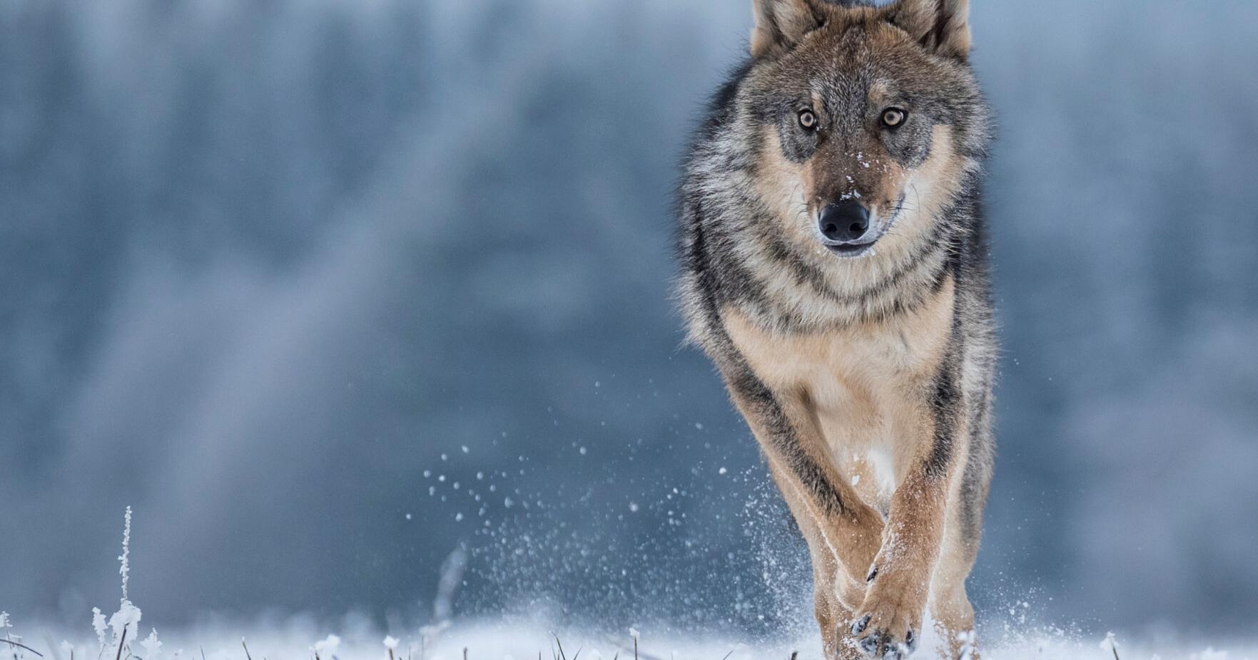 Fate of Wyoming wolf policy reform in Legislature's hands - Vimarsana News