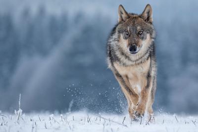 Gray wolves removed from endangered species list | News |  