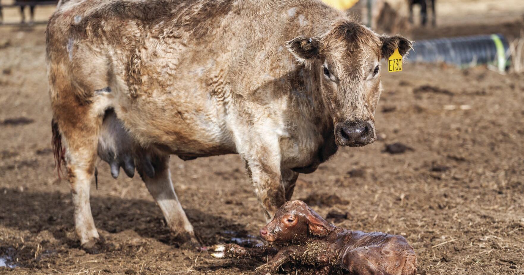 Calving is underway - Vimarsana News