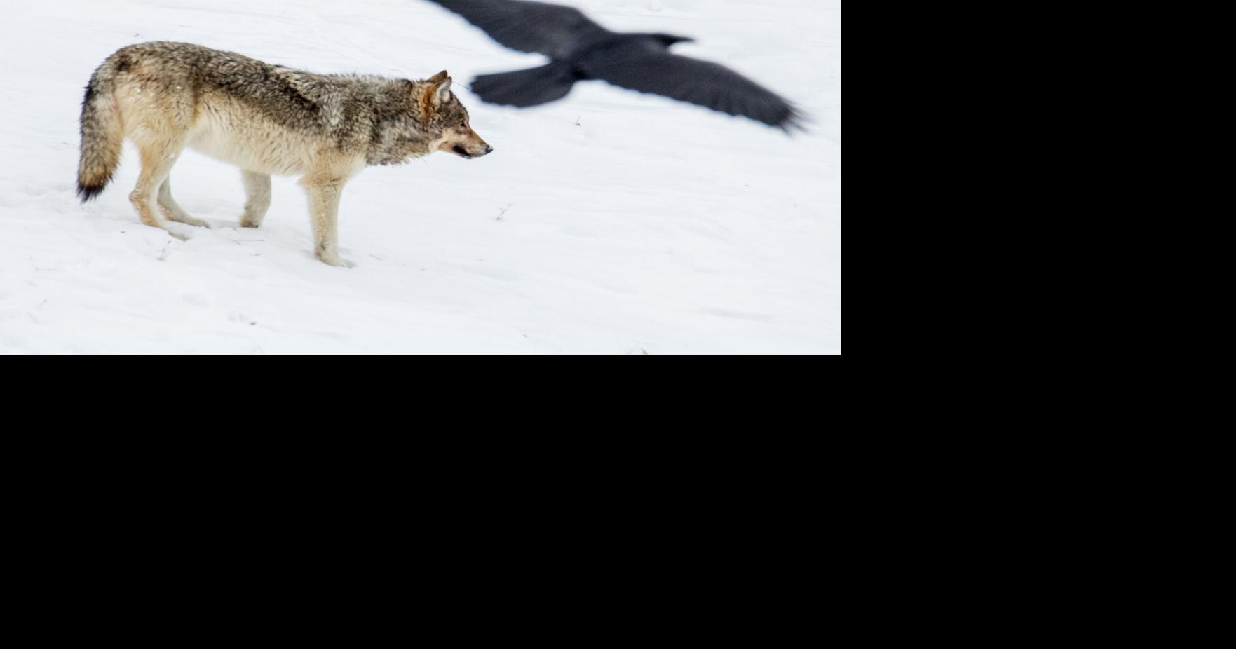 When humans kill Yellowstone wolves — intentionally or not — pack ...
