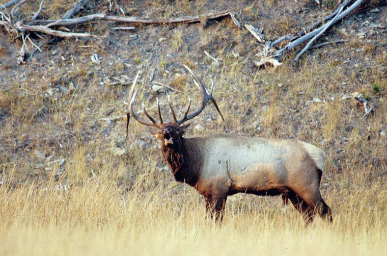 Hungry Elk Frustrate Landowners And Wildlife Managers | News ...