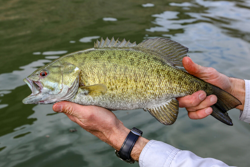 UPDATED: Invasive Smallmouth Bass Caught in Gardner River - Fly Fisherman