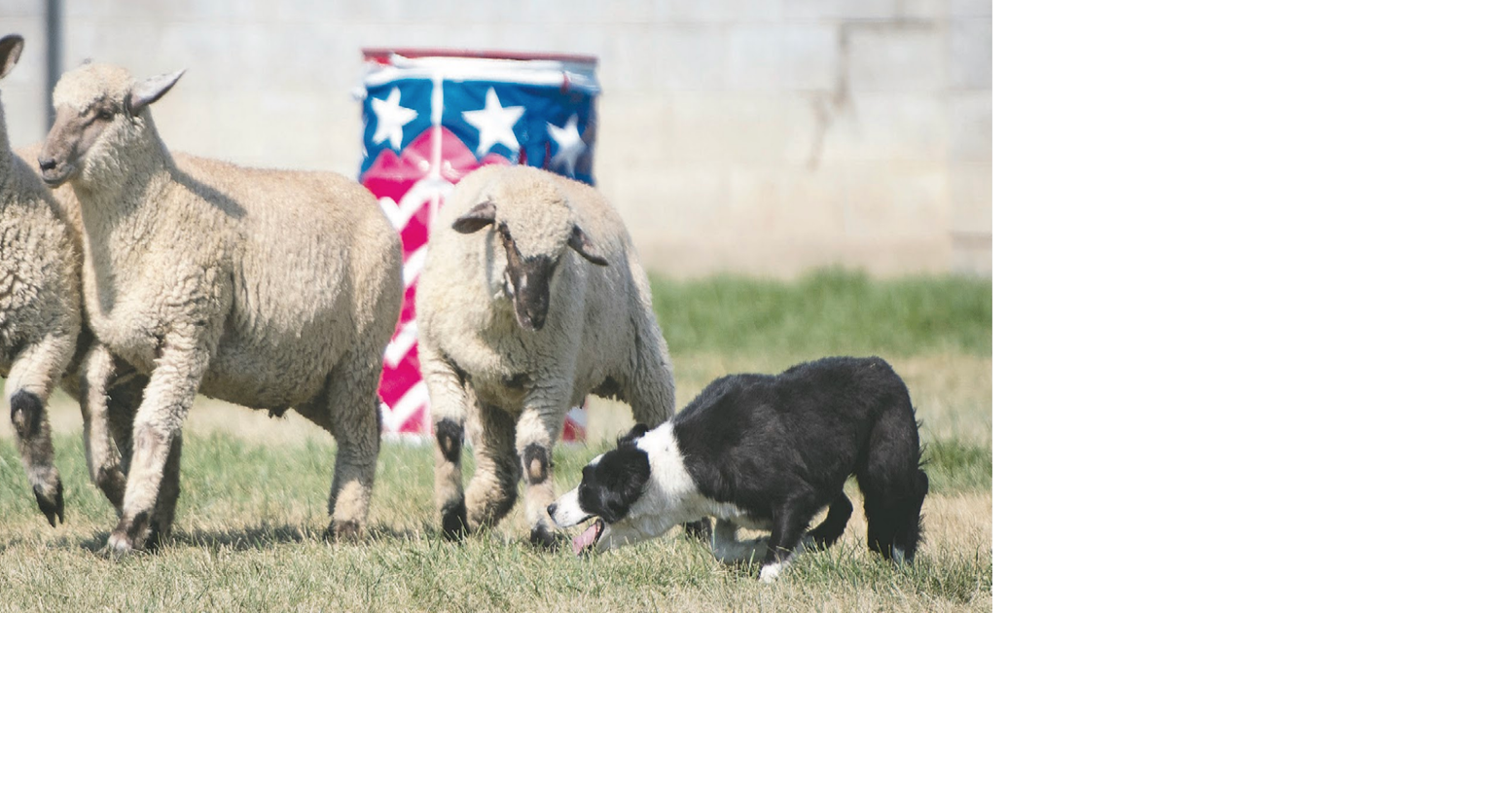 Wyoming sheep celebrated at annual Wool Growers Association Festival