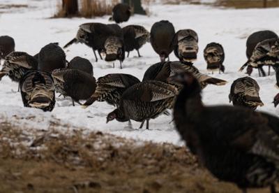 wild turkeys