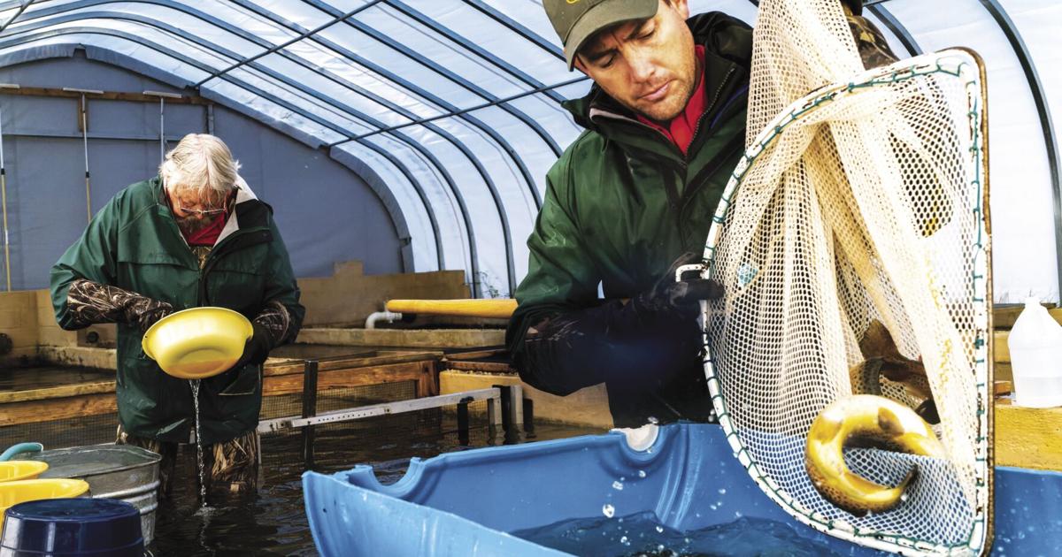 Fall Fish Spawning Fall spawning: Story Fish Hatchery creates conditions ideal for trout ...