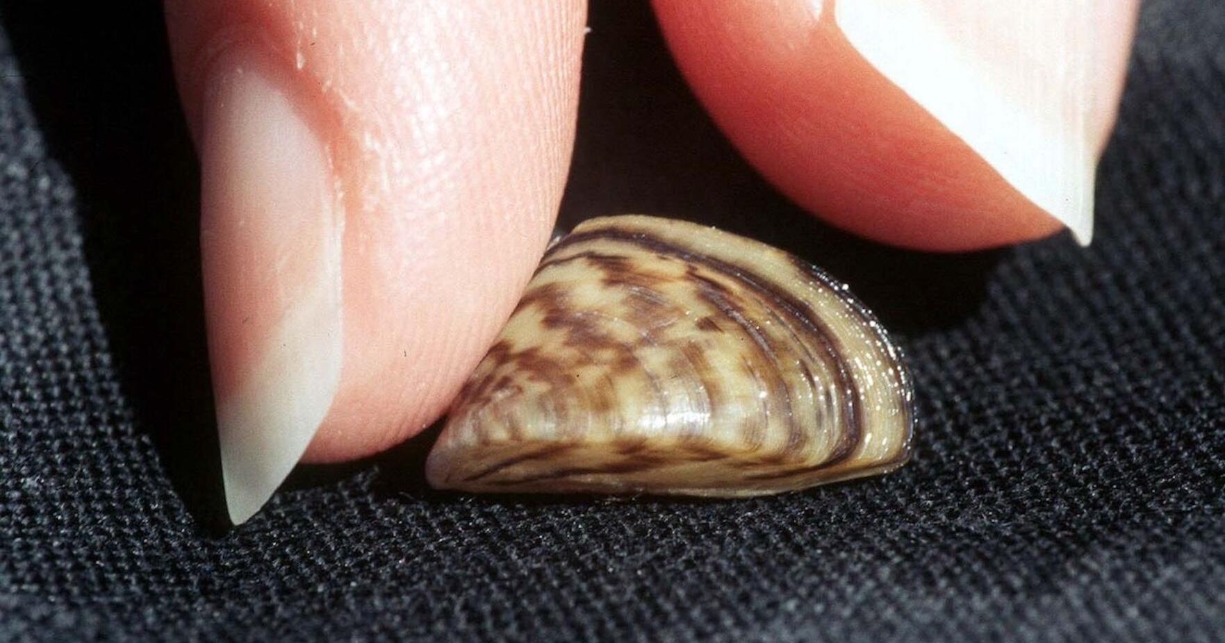 Why Yellowstone is implementing strong new anti-mussel rules - Vimarsana News