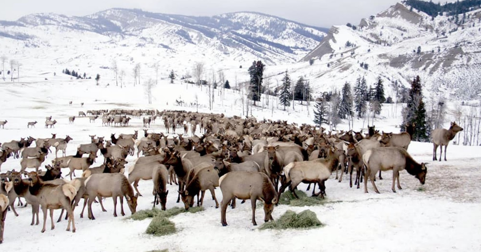 As CWD looms, Wyoming threads feedground risks - Vimarsana News