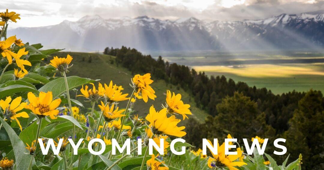 The grizzlies in Teton County's backyards - Vimarsana News
