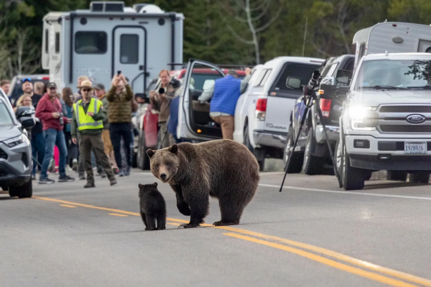 Grizzly 399 Has Hopped Grand Teton's Southern Border — And Crossed Onto ...