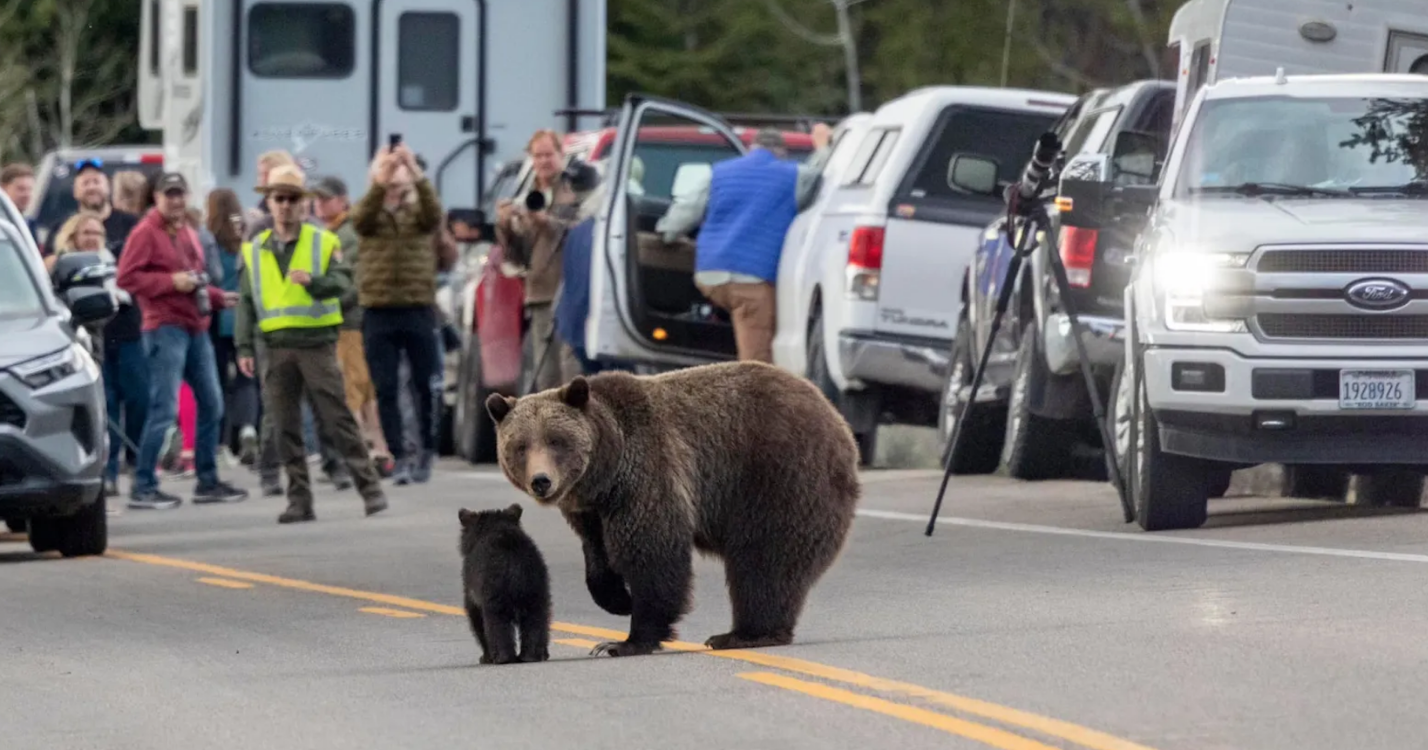 Will Yellowstone's grizzly bears remain forever isolated? | News - Vimarsana News
